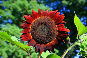 Chocolate Cherry Sunflower Seeds for Planting Garden Seeds – Heirloom, Non-GMO, High Germination Organic Garden Seeds