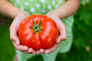 mature tomato plants with heavy clusters of bright red fruit

