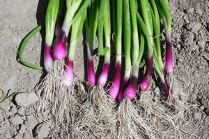 vibrant red bunching shallots with fresh green stalks growing densely

