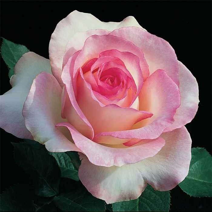 Rose White Heart Pink Rosa flower seeds (rare) for planting in home garden or indoor pots