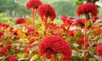 garden bed filled with bright orange and pink cockscomb flowers

