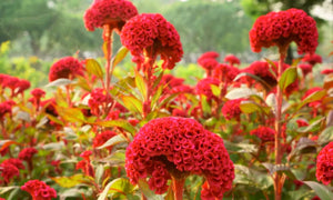 garden bed filled with bright orange and pink cockscomb flowers

