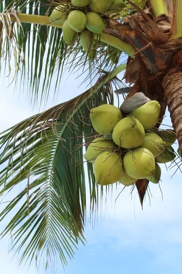 Coconut (Cocos nucifera)