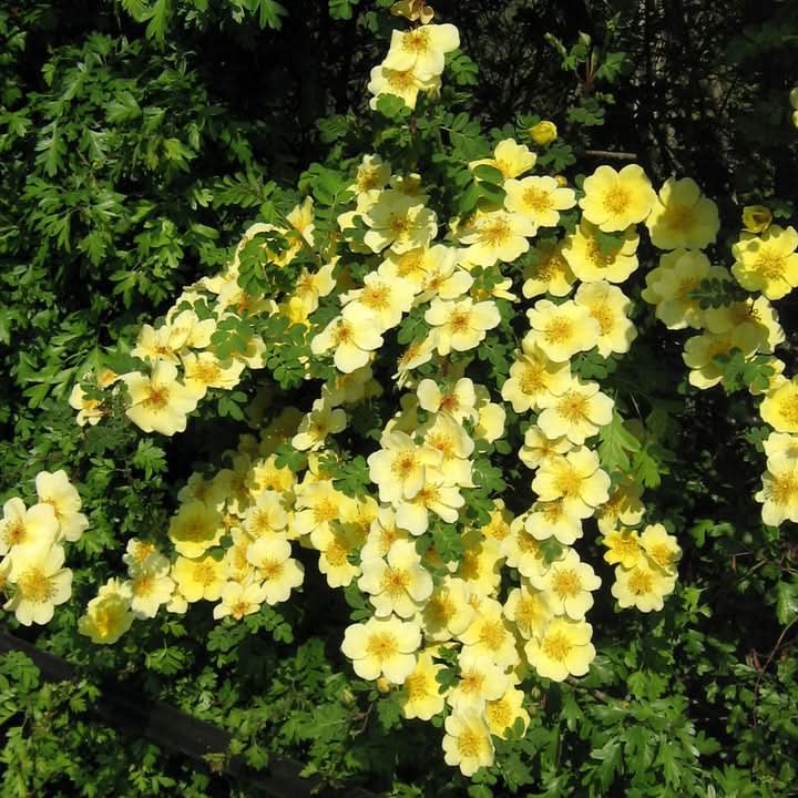 Xanthina Rose Flower Seeds for Planting – Heirloom, Non-GMO Garden Seeds