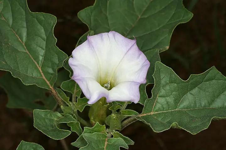 Mix Quercifolia Flower Seeds for Planting - NON GMO Seeds Dhara Seeds