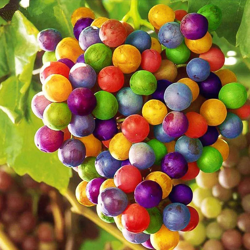 Colorful Grape Waterfall Seeds