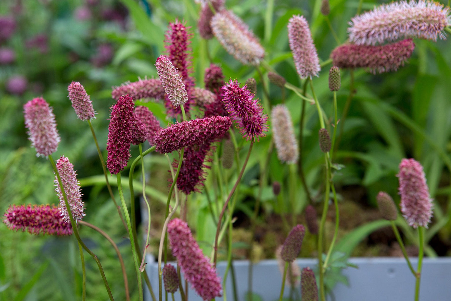 Red Sanguisorba Officinalis Plant Seeds for Garden Borders and Herbal Use – Fresh Herb for Your Garden