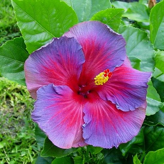 Heirloom Non-GMO Blue Pink Hibiscus Flower Seeds – Vibrant Tropical Blooms for Garden Planting