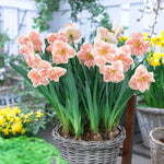 bulbs high quality flower bulbs seeds and roots for vibrant blooms in home gardens and landscapes organic bulbs premium organic bulbs seeds and roots for sustainable gardening and stunning flowers suitable for all climates