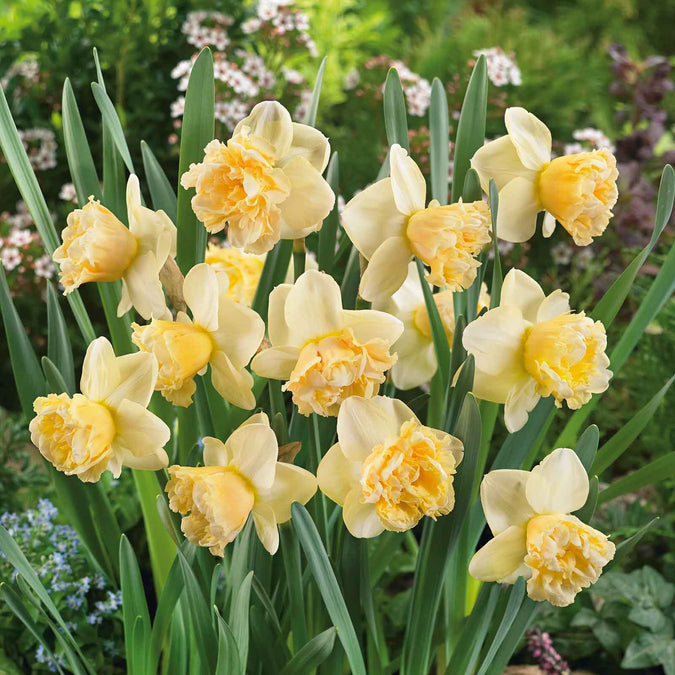 bulbs high quality flower bulbs seeds and roots for vibrant blooms in home gardens and landscapes organic bulbs premium organic bulbs seeds and roots for sustainable gardening and stunning flowers suitable for all climates