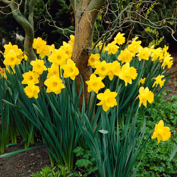 Narcissus Dutch Master Daffodil Seeds