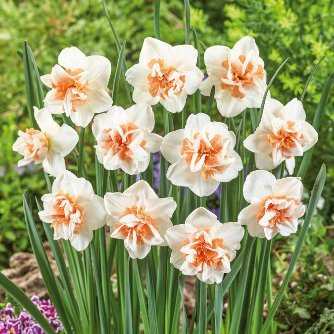 bulbs high quality flower bulbs seeds and roots for vibrant blooms in home gardens and landscapes organic bulbs premium organic bulbs seeds and roots for sustainable gardening and stunning flowers suitable for all climates