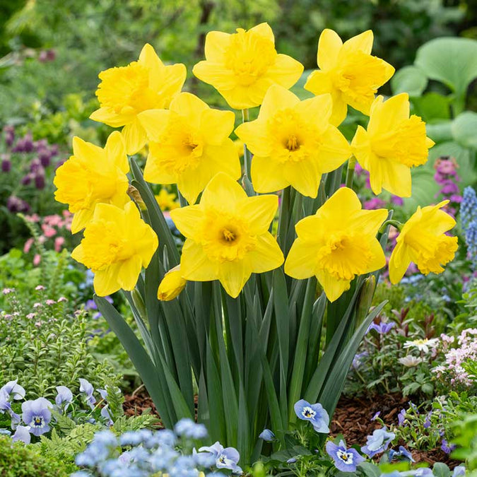 bulbs high quality flower bulbs seeds and roots for vibrant blooms in home gardens and landscapes organic bulbs premium organic bulbs seeds and roots for sustainable gardening and stunning flowers suitable for all climates