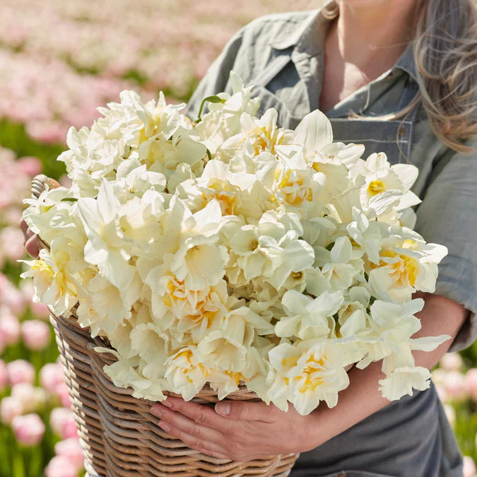 Daffodil Bulbs - All White Mix