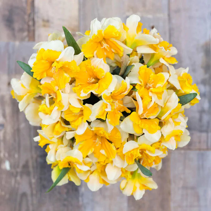 Daffodil Bulbs (Butterfly) - Orangery