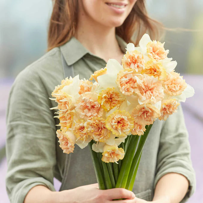 Daffodil Bulbs - Petit Four