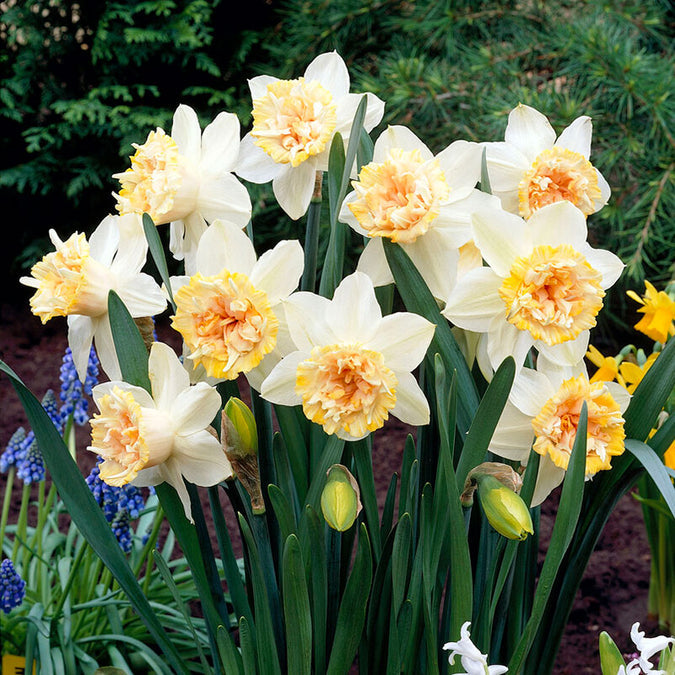 bulbs high quality flower bulbs seeds and roots for vibrant blooms in home gardens and landscapes organic bulbs premium organic bulbs seeds and roots for sustainable gardening and stunning flowers suitable for all climates