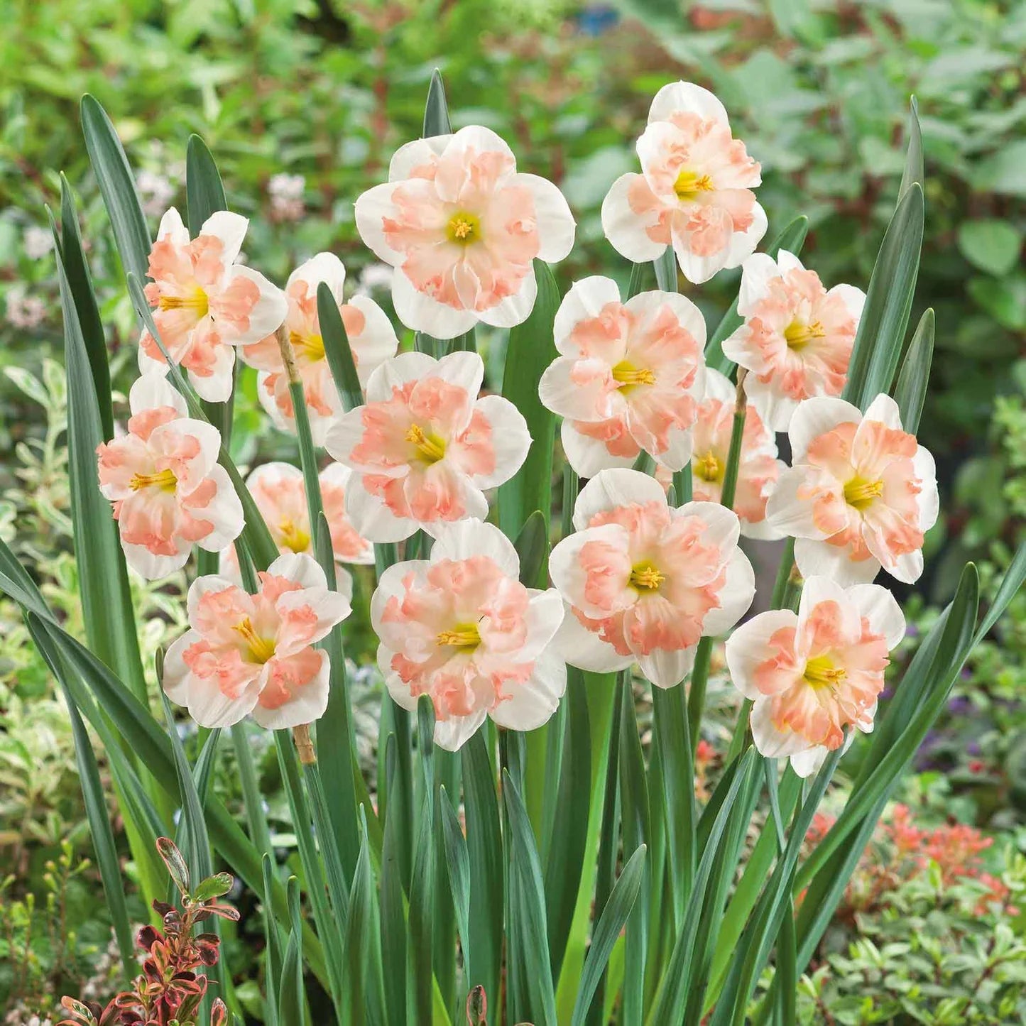 Daffodil Bulbs - Pink Wonder