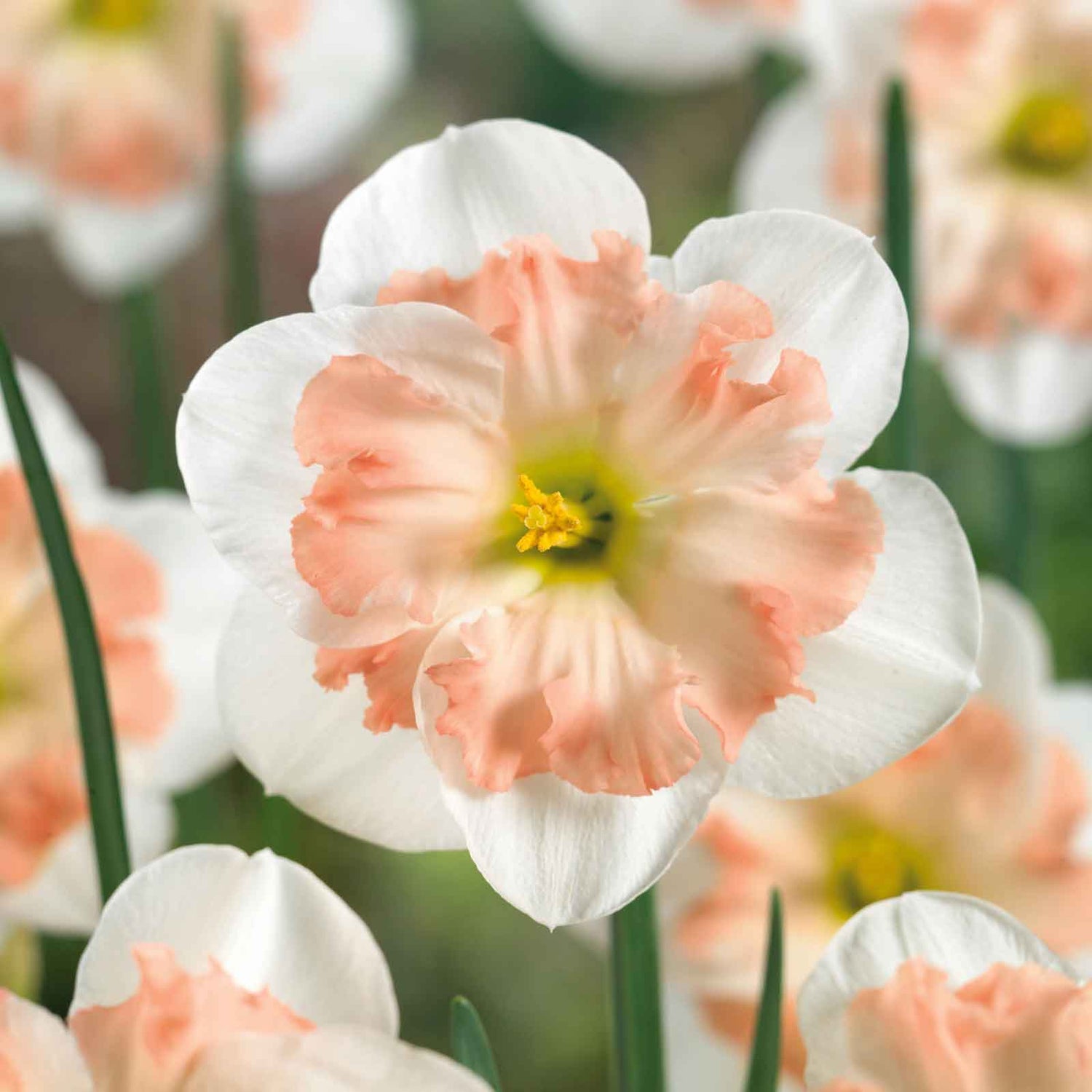 Daffodil Bulbs - Pink Wonder