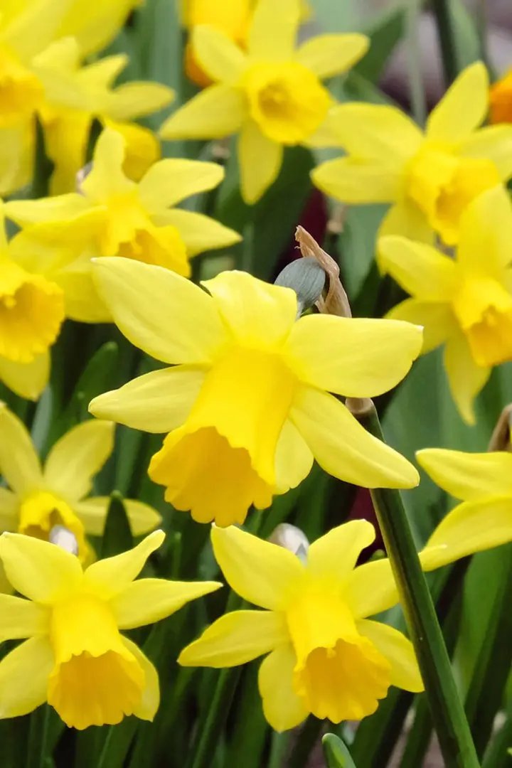 Narcissus Flower Seeds Thick Yellow for Planting, NON GMO Seeds Dhara Seeds