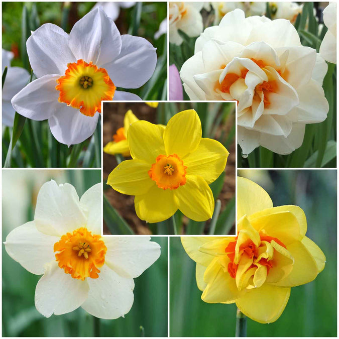 bulbs high quality flower bulbs seeds and roots for vibrant blooms in home gardens and landscapes organic bulbs premium organic bulbs seeds and roots for sustainable gardening and stunning flowers suitable for all climates