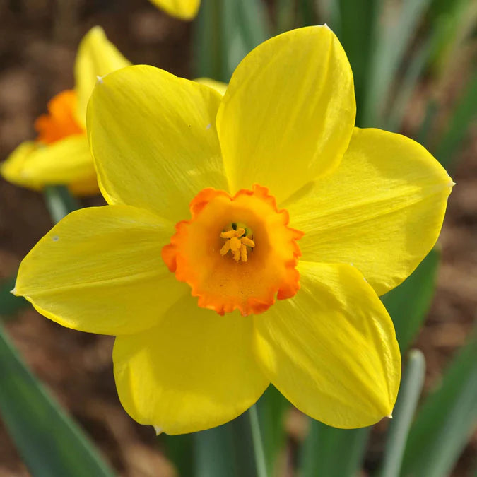 Daffodil Bulbs - Red Cup Mix