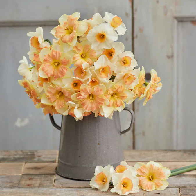 Daffodil Bulbs - Spring Dreams Mix