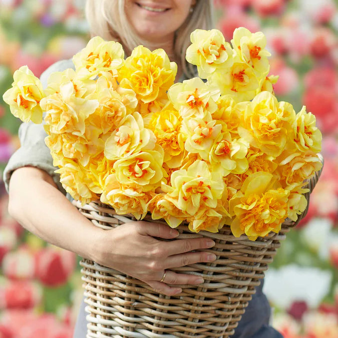 Narcissus Tahiti Daffodil Seeds