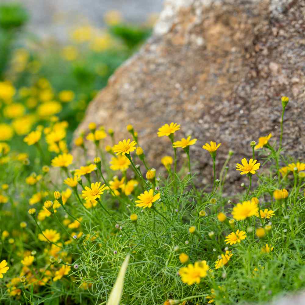 Dahlberg Daisy Bright Yellow Ground Cover Flower Seeds