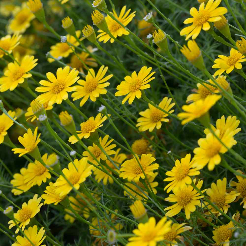 Dahlberg Daisy Bright Yellow Ground Cover Flower Seeds