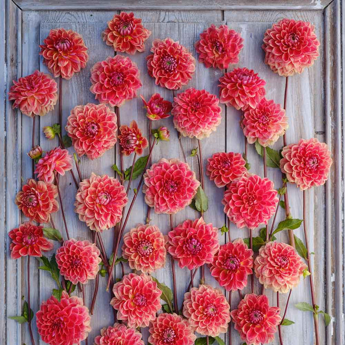 Dahlia Seeds (Decorative) - All That Jazz