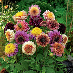 flowers high quality flower seeds for growing vibrant and colorful blooms in home gardens and landscapes organic flowers premium organic flower seeds for sustainable gardening and beautiful blossoms suitable for all climates