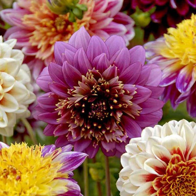 Dahlia Seeds - Anemone Mix