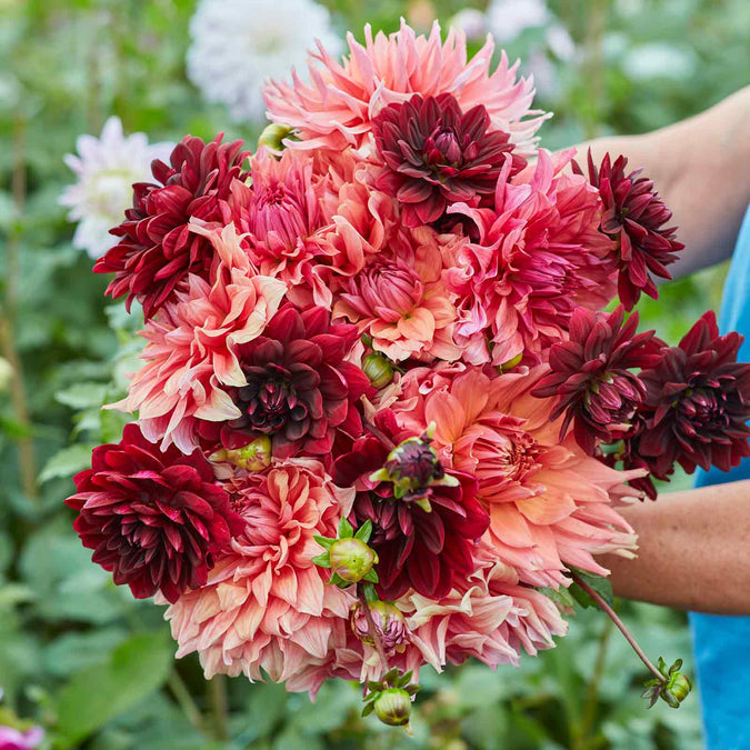 Dahlia Seeds - Antique Blush Mix