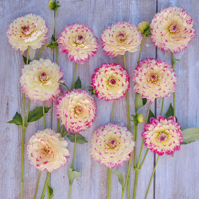 Dahlia Seeds (Decorative) - Aphrodite