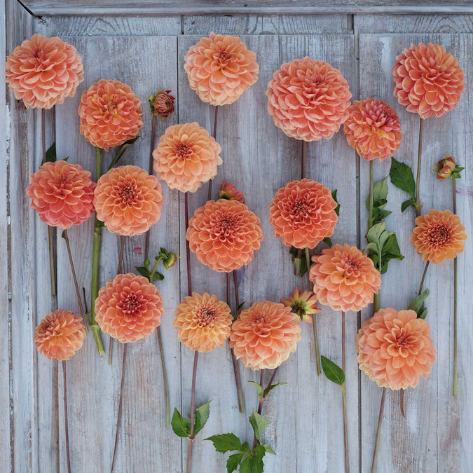 Dahlia Seeds (Decorative) - Apricona