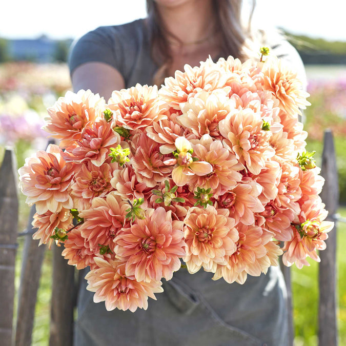 Dahlia Seeds (Waterlily) - Apricot Desire