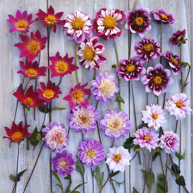 Dahlia Seeds - Bee & Butterfly Mix