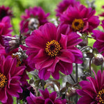 flowers high quality flower seeds for growing vibrant and colorful blooms in home gardens and landscapes organic flowers premium organic flower seeds for sustainable gardening and beautiful blossoms suitable for all climates