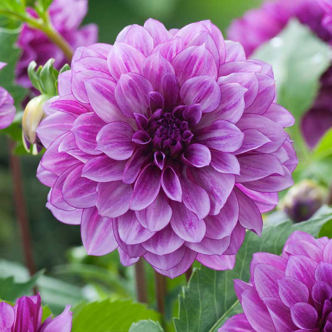 flowers high quality flower seeds for growing vibrant and colorful blooms in home gardens and landscapes organic flowers premium organic flower seeds for sustainable gardening and beautiful blossoms suitable for all climates