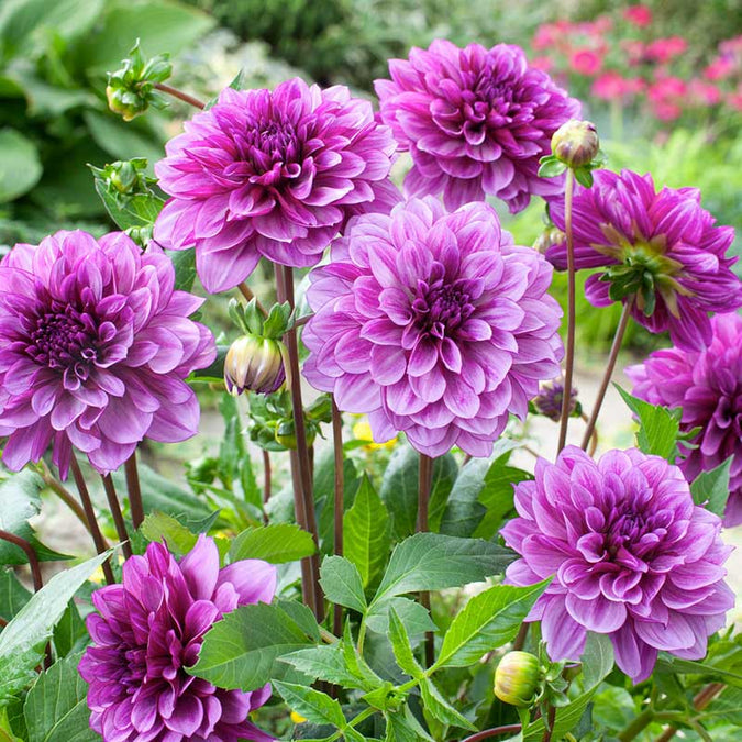 Dahlia Seeds (Decorative) - Blue Bell