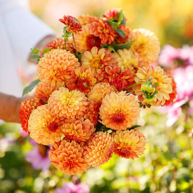 Dahlia Seeds (Ball) - Bonanza