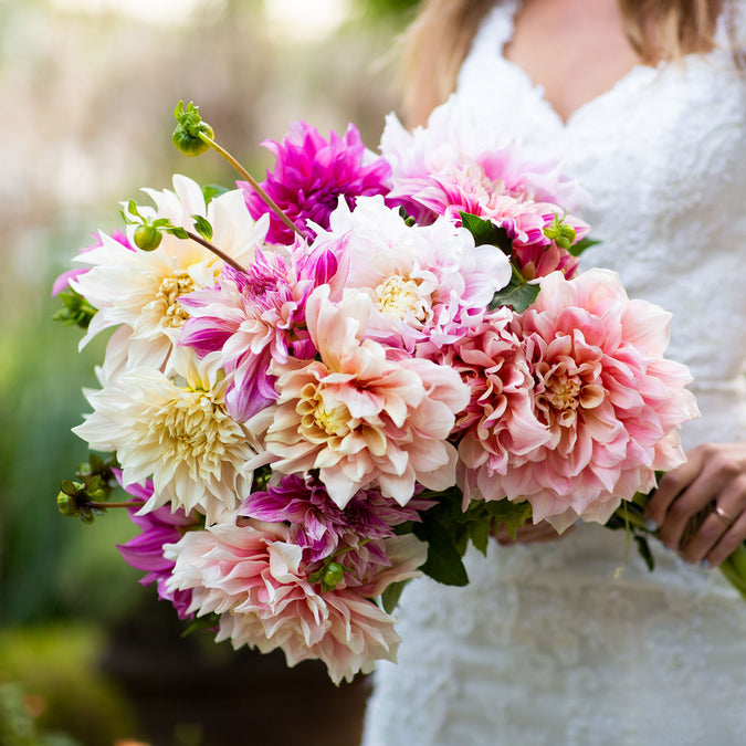 Dahlia Seeds (Dinnerplate) - Bridal Bouquet Mix