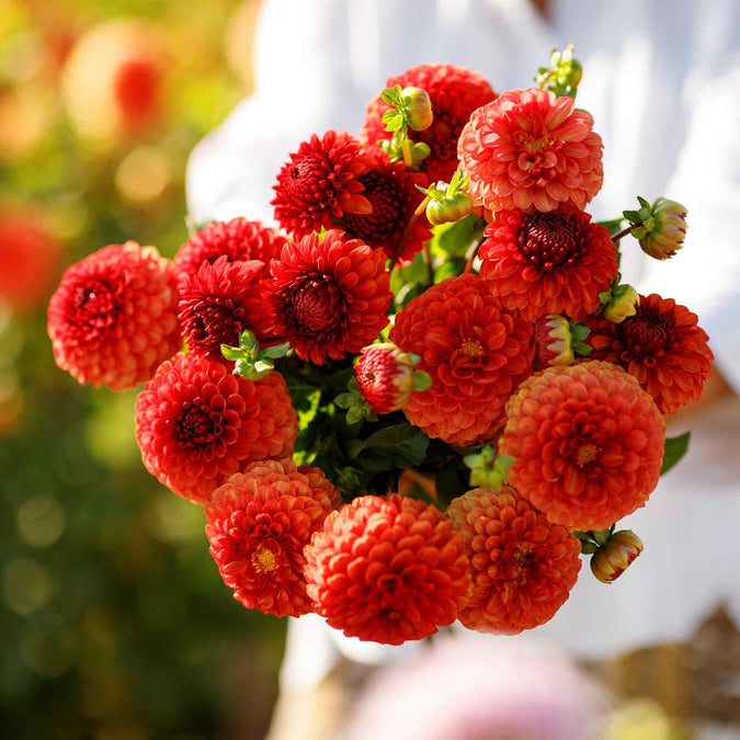 Dahlia Seeds (Decorative) - Brown Sugar