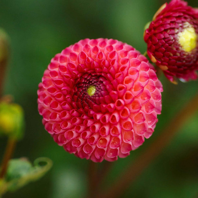 Dahlia Seeds (Pompon) - Burlesca