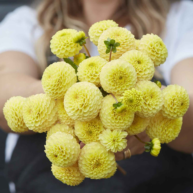 Dahlia Seeds (Pompon) - Buttercup