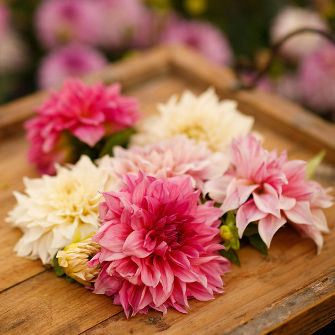 Dahlia Seeds (Dinnerplate) - Cafe au Lait Collection