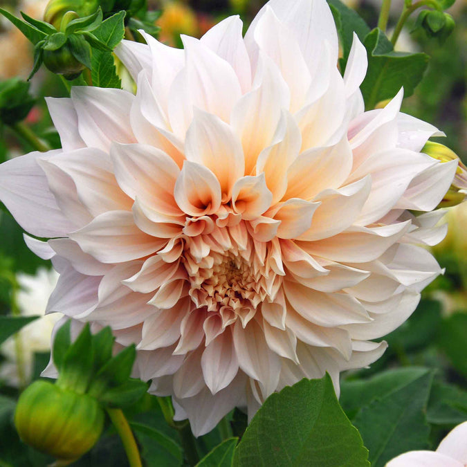 flowers high quality flower seeds for growing vibrant and colorful blooms in home gardens and landscapes organic flowers premium organic flower seeds for sustainable gardening and beautiful blossoms suitable for all climates