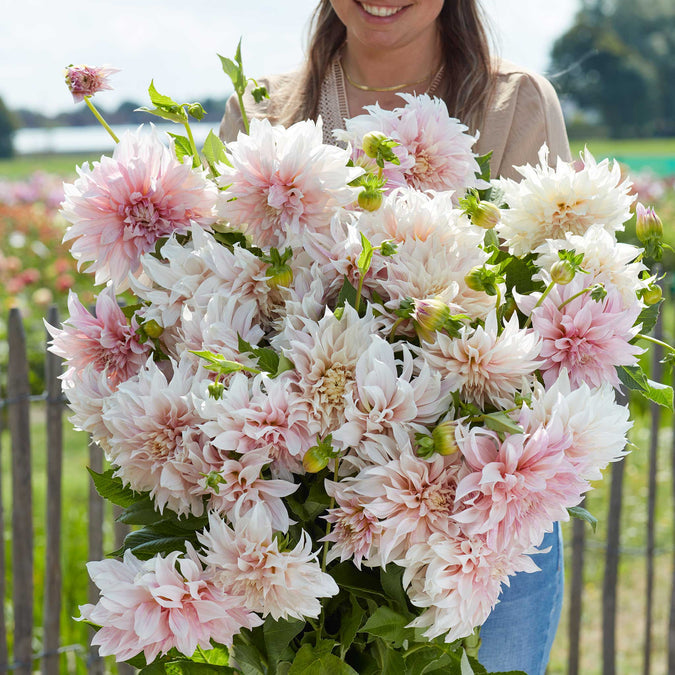 Dahlia Seeds (Dinnerplate) - Cafe au Lait