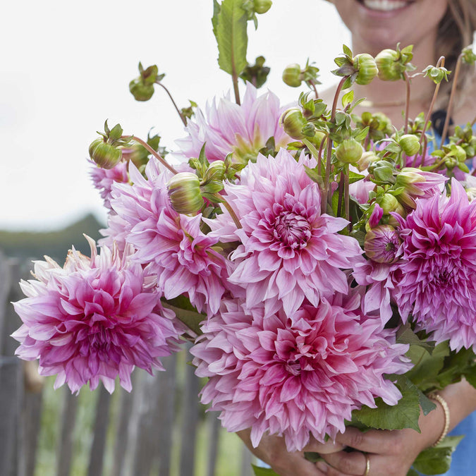 Dahlia Seeds (Dinnerplate) - Cafe Au Lait Rose